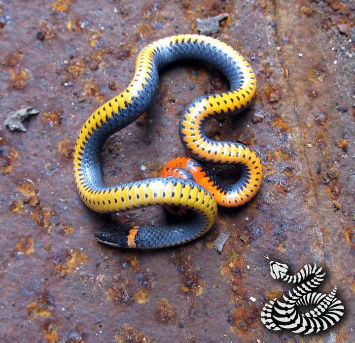 Image of Ring-necked Snake