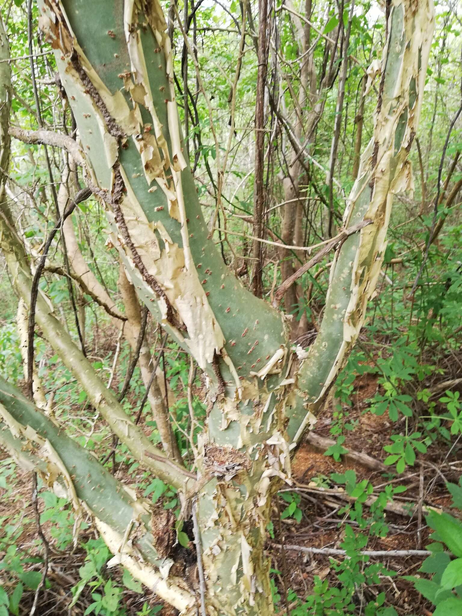 Image of Bursera silviae Rzed. & Calderón