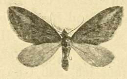 Image of Chesias isabella Schawerda 1915