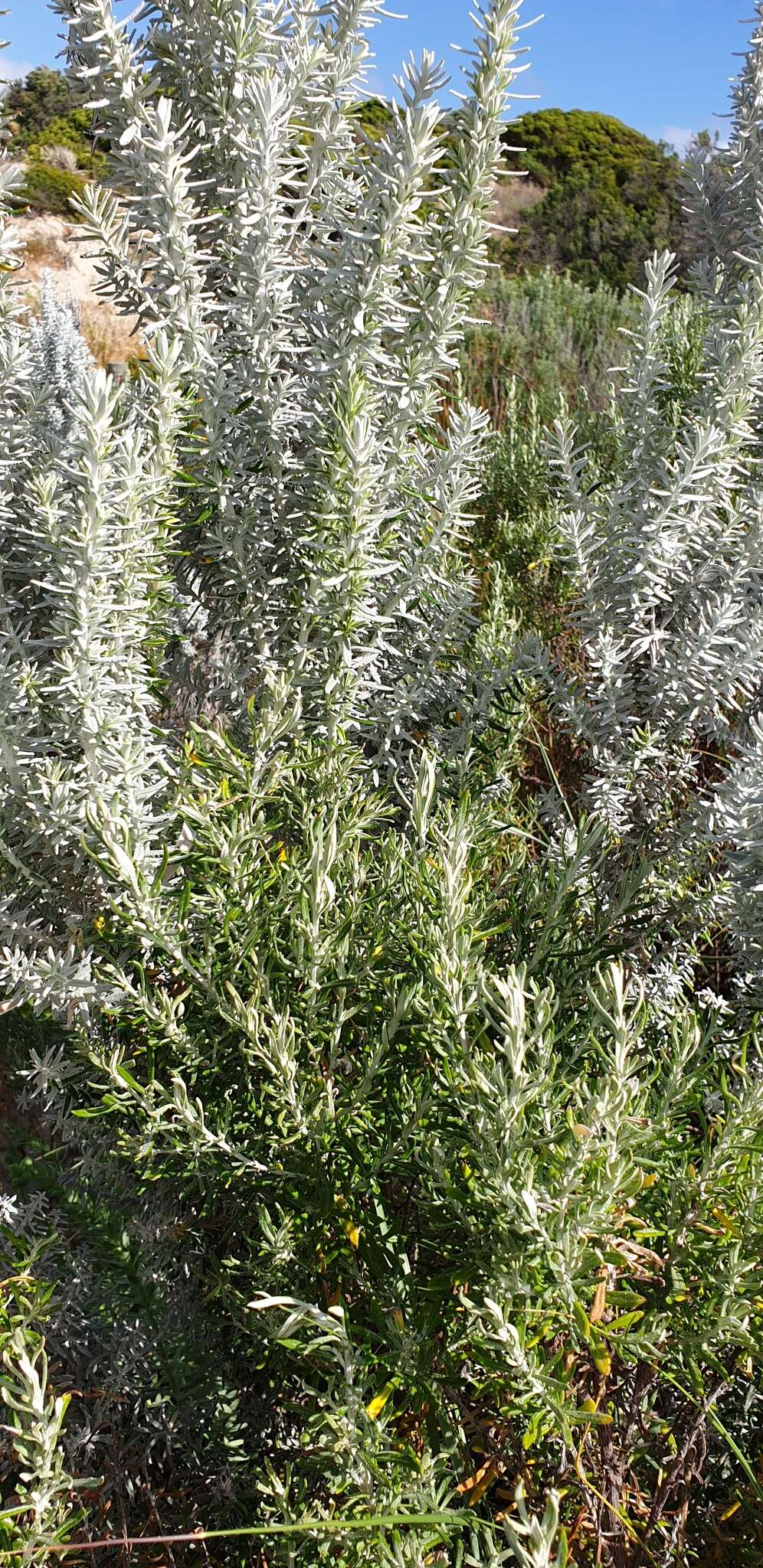 Слика од Ozothamnus cinerea (Labill.) A. A. Anderberg