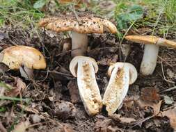 Image of Russula subfoetens W. G. Sm. 1873