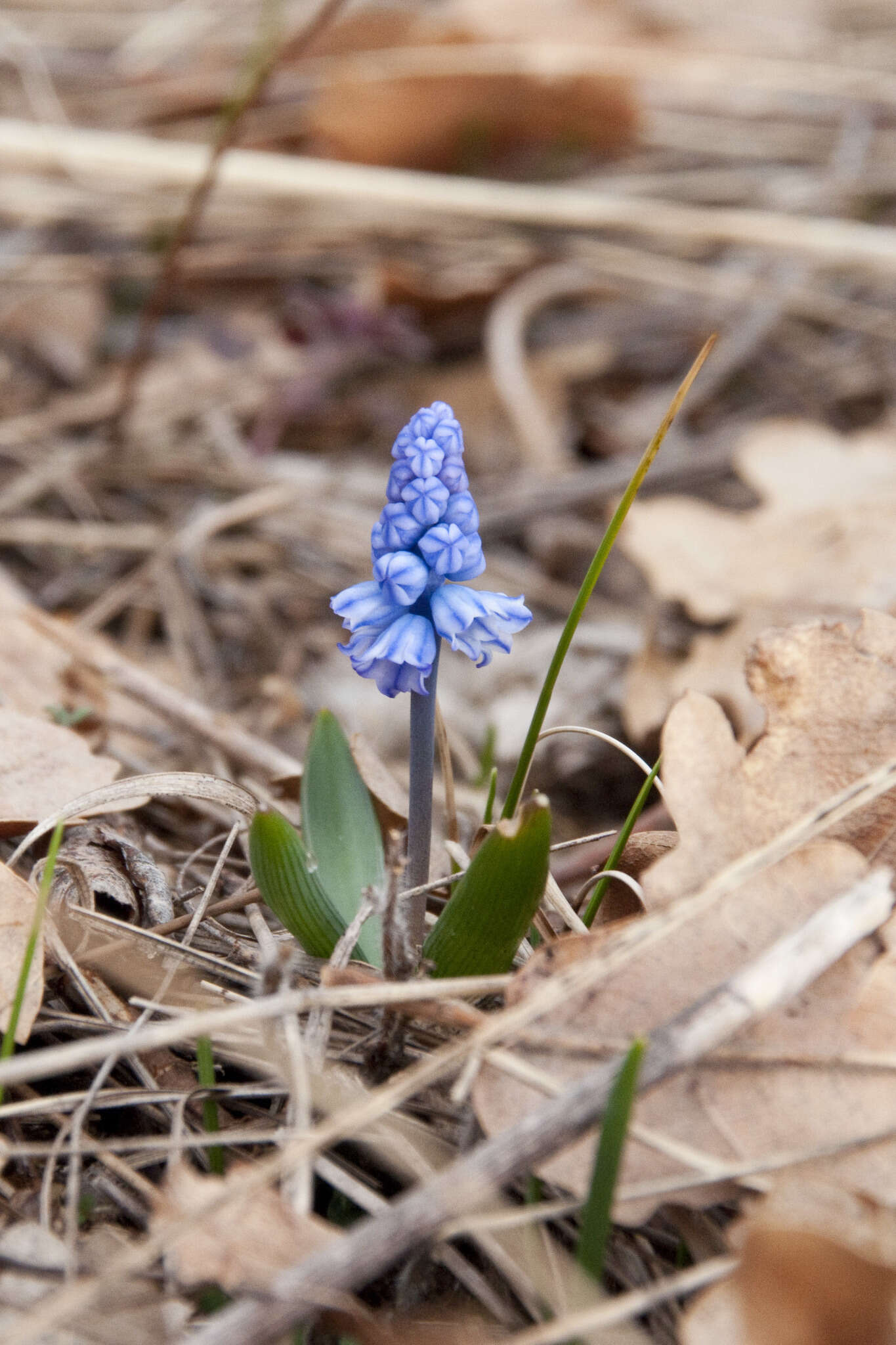 Слика од Pseudomuscari azureum (Fenzl) Garbari & Greuter