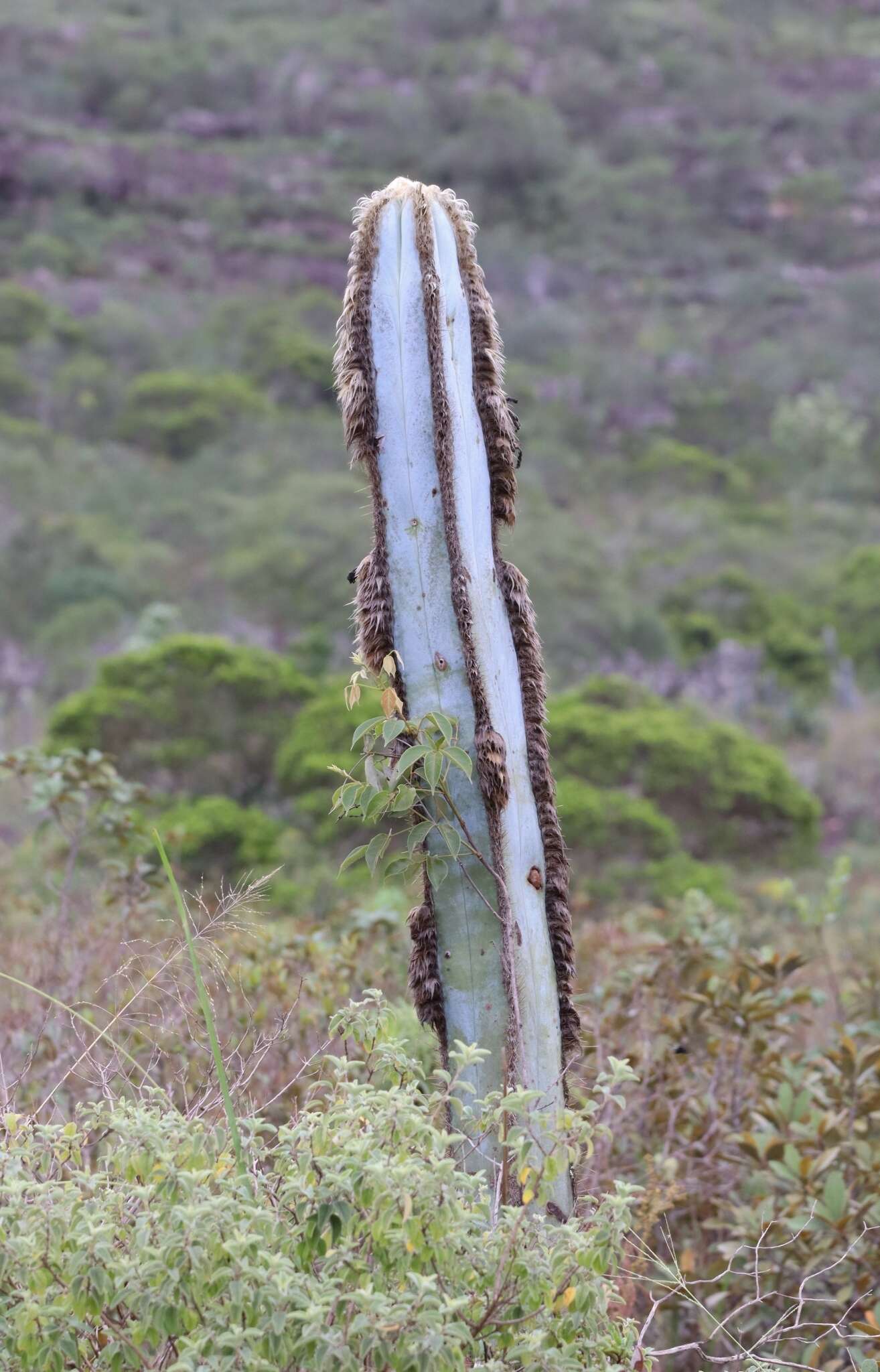 Pilosocereus fulvilanatus (Buining & Brederoo) F. Ritter的圖片