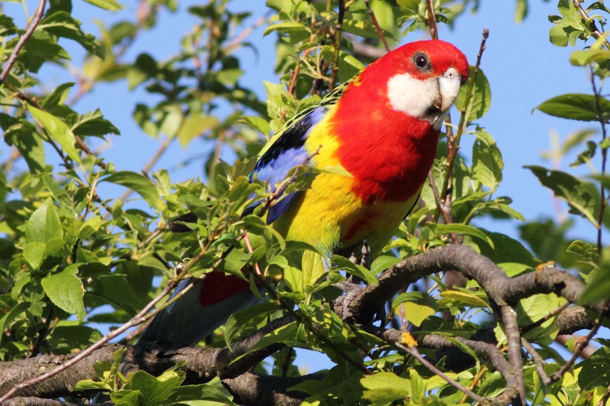 Image of Eastern Rosella