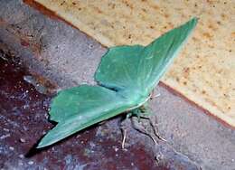 Image of large emerald