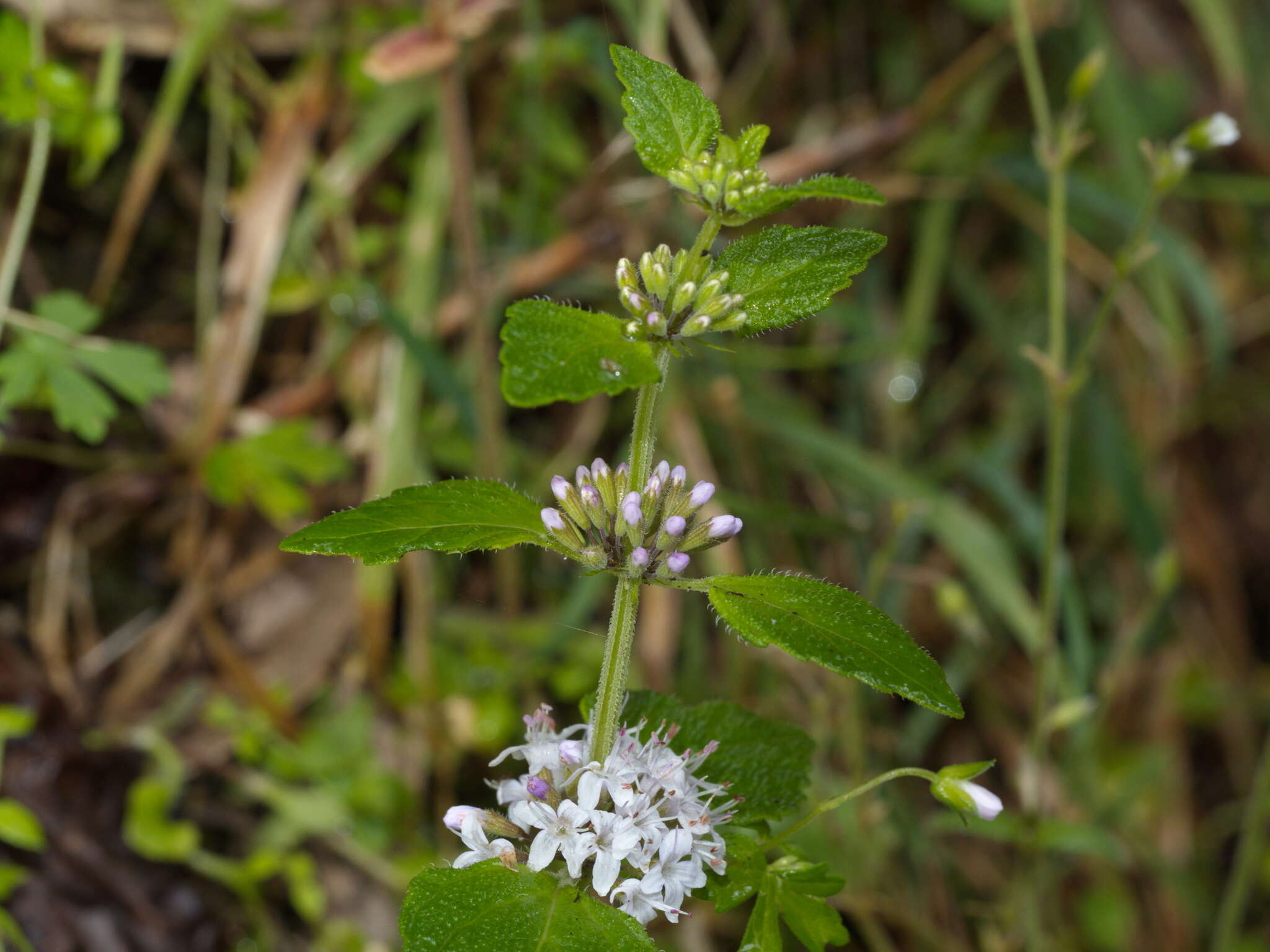 Image of Mentha laxiflora Benth.