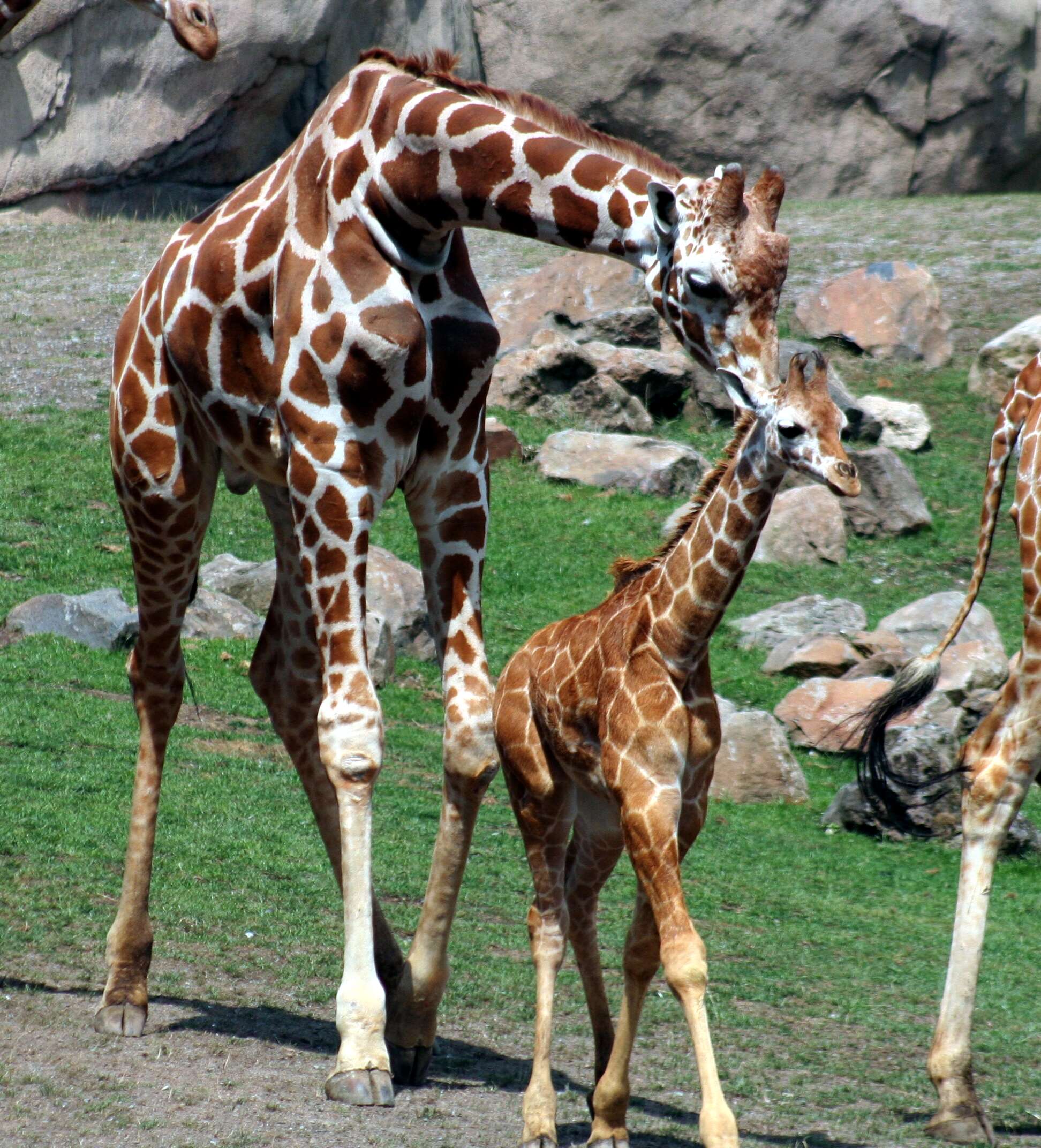 Plancia ëd Giraffa camelopardalis (Linnaeus 1758)