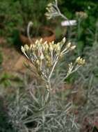 Слика од Helichrysum italicum (Roth) G. Don fil.