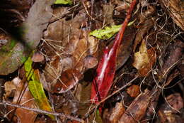 Image of Mycena cystidiosa (G. Stev.) E. Horak 1971