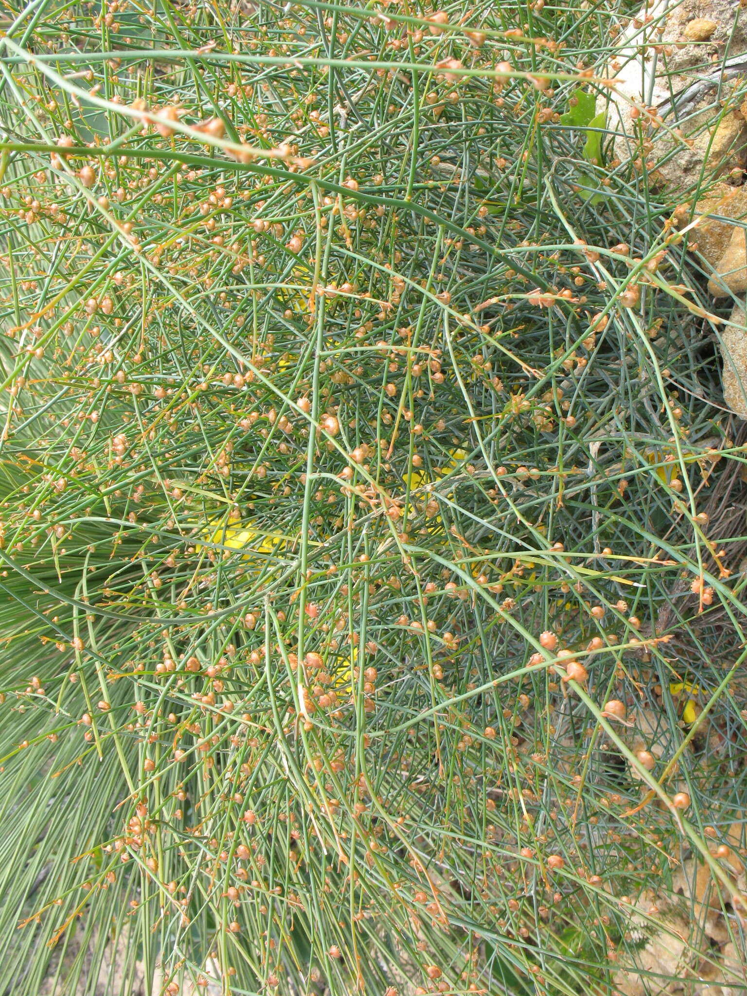 صورة Tersonia cyathiflora (Fenzl) A. S. George ex J. W. Green