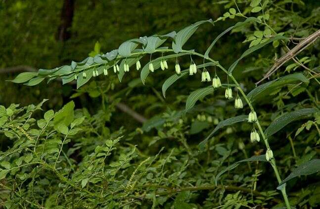 Image de Polygonatum biflorum (Walter) Elliott