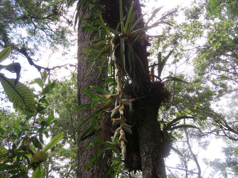 Image of Tillandsia eizii L. B. Sm.