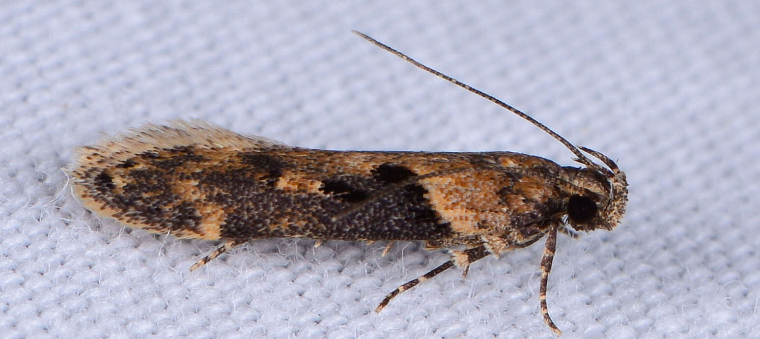 Image of Black-smudged Chionodes