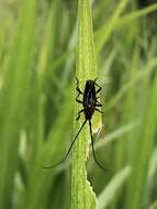 Imagem de Oxymerus aculeatus Dupont 1838