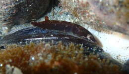 Image of Hector's clingfish