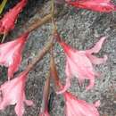 Imagem de Gladiolus carneus D. Delaroche