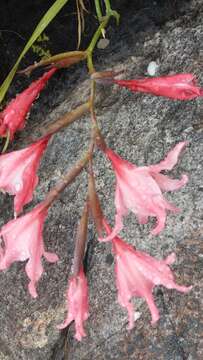 Image of Gladiolus carneus D. Delaroche