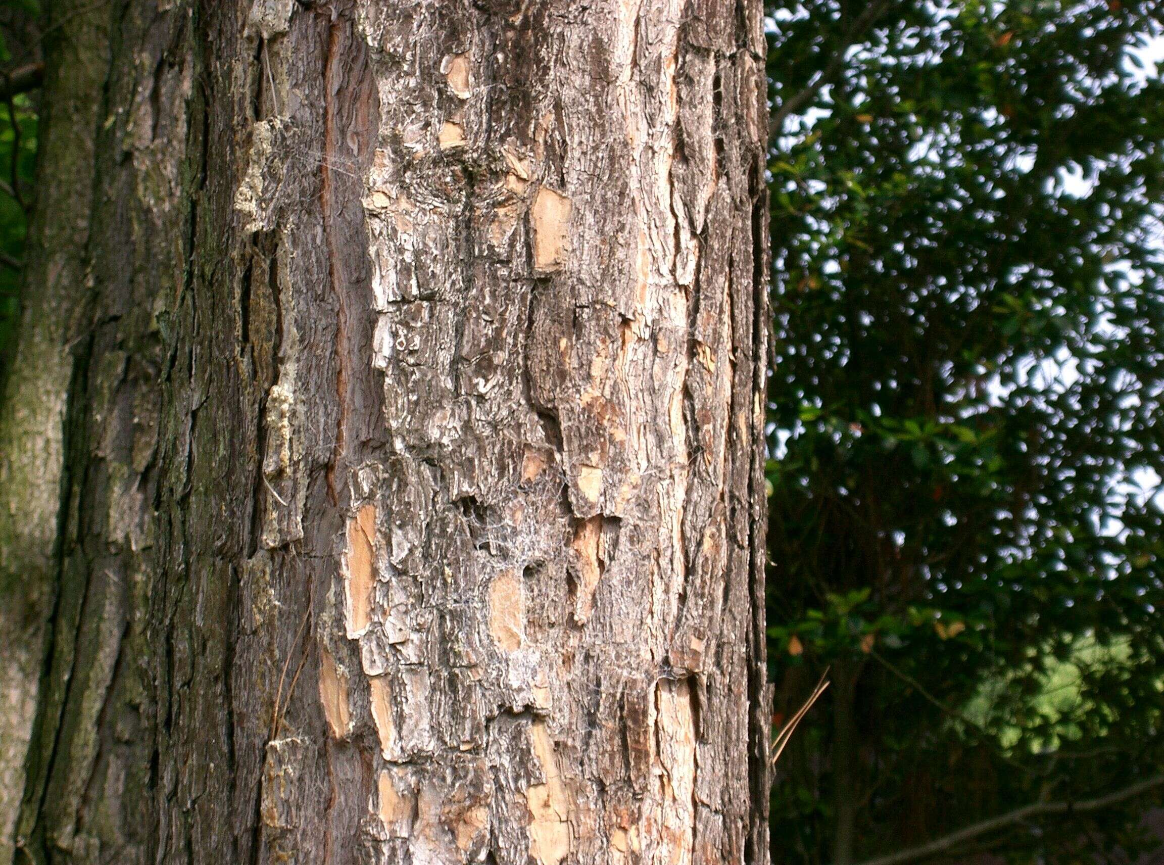 Image of Slash Pine