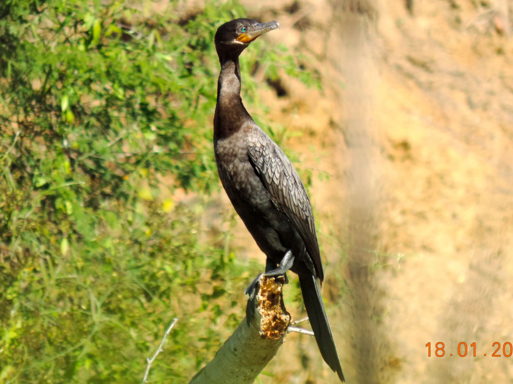 Sivun Nannopterum brasilianum kuva