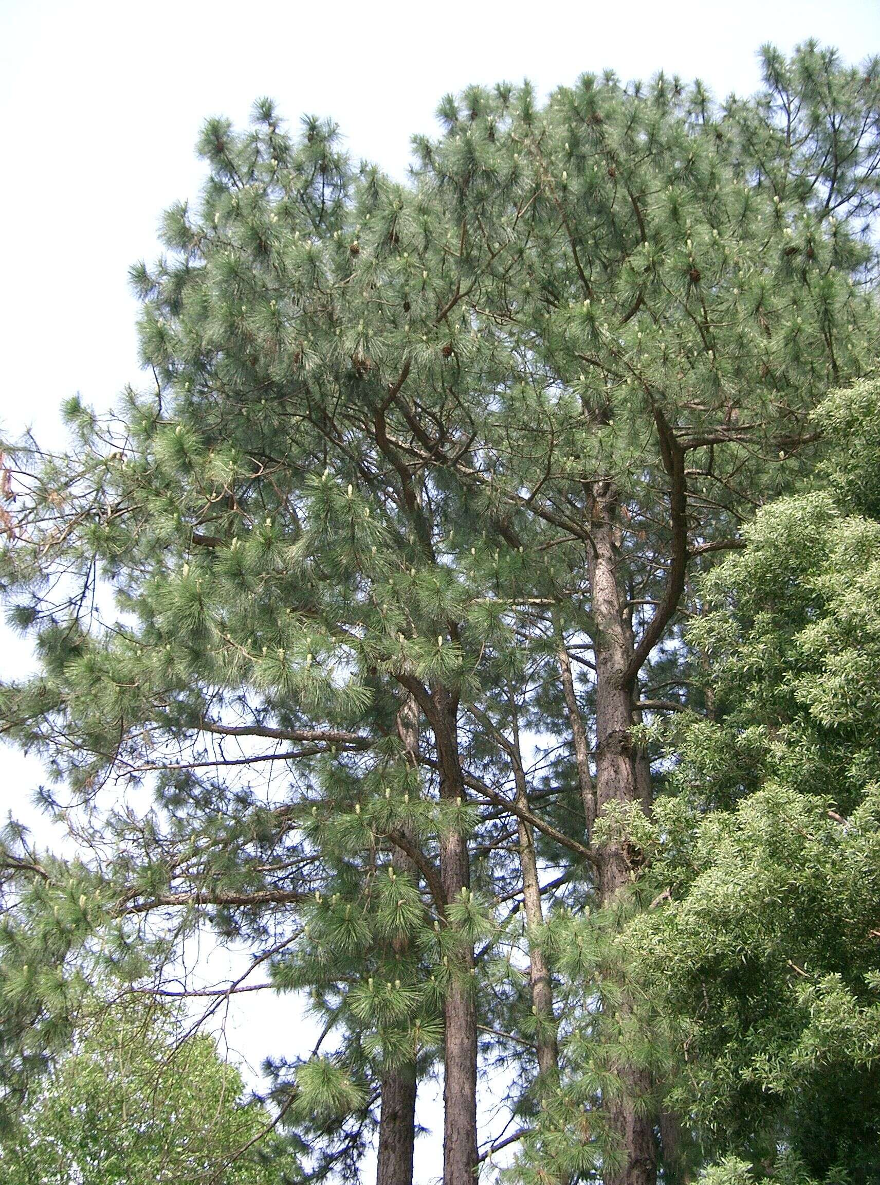 Image of Slash Pine