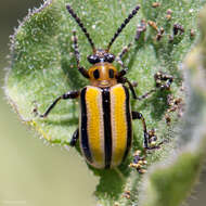 Image of Three-lined Potato Beetle
