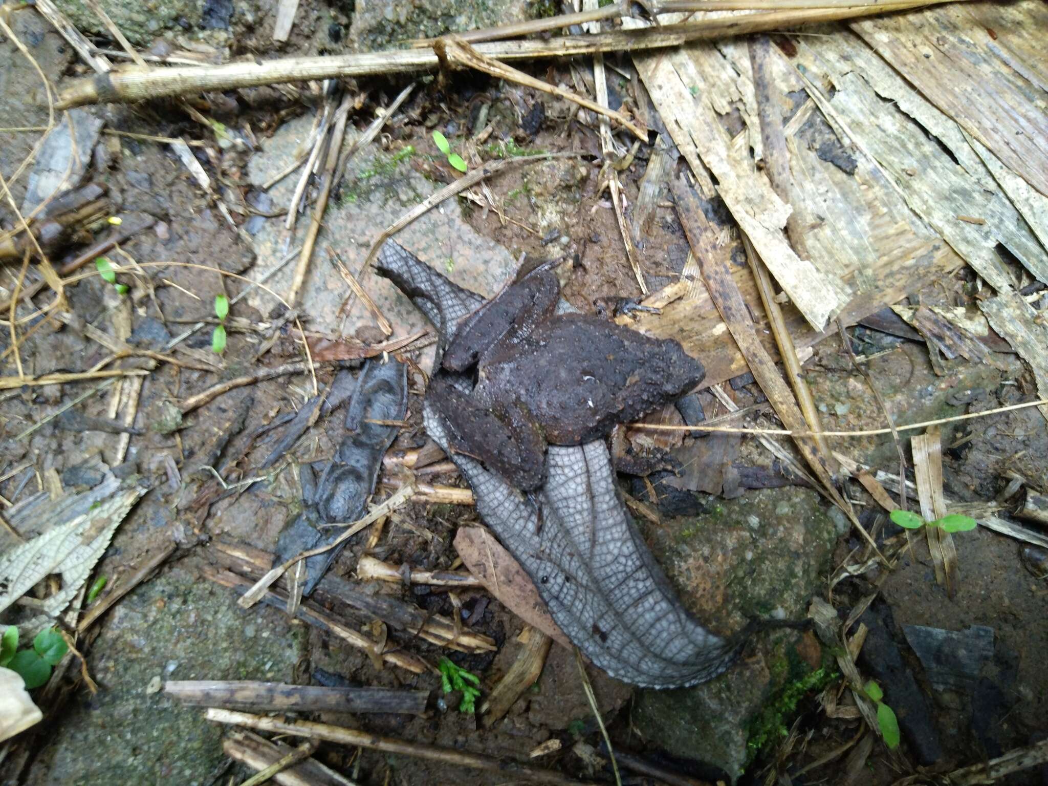 Image of Berdmore's Chorus Frog