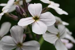 Imagem de Hesperis matronalis L.