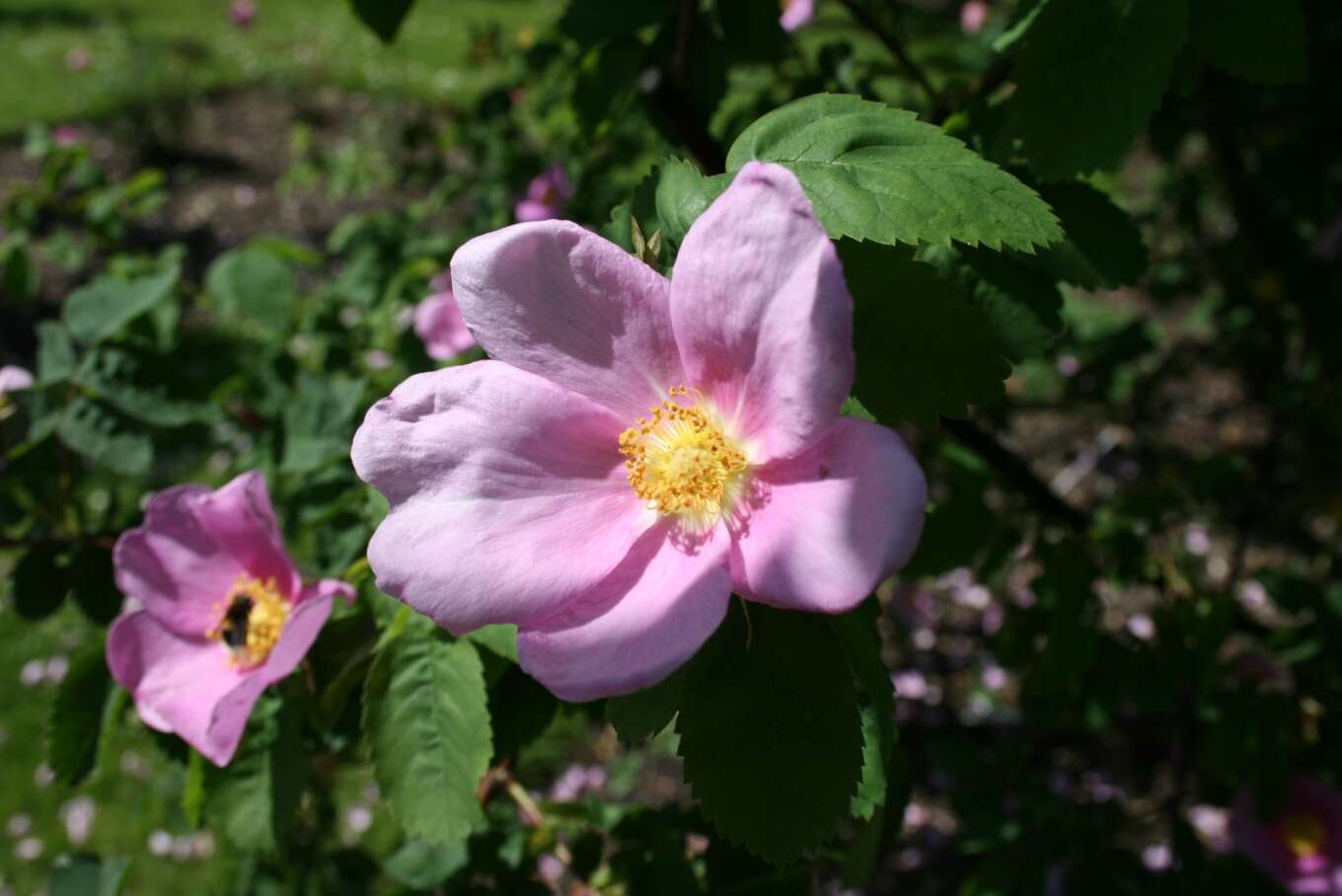 Image of cinnamom rose