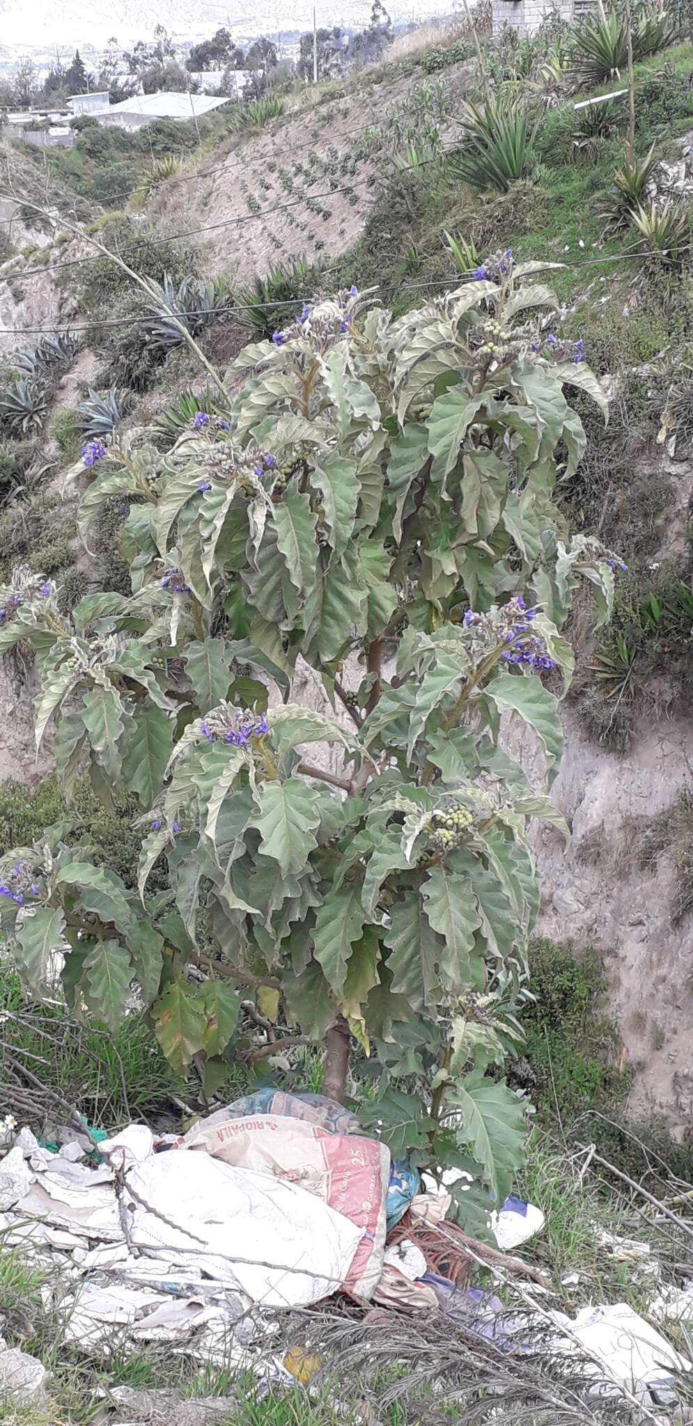 Image of Solanum crinitipes Dun.