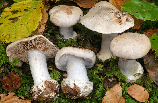 Imagem de Cortinarius caesiostramineus Rob. Henry 1939