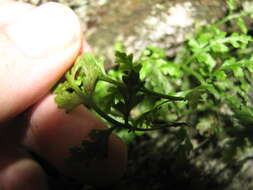 Imagem de Asplenium montanum Willd.