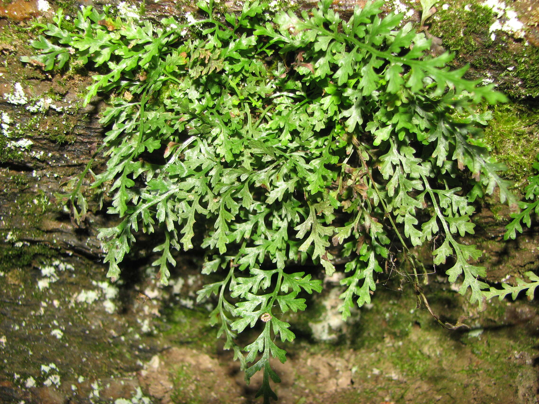 Image of mountain spleenwort