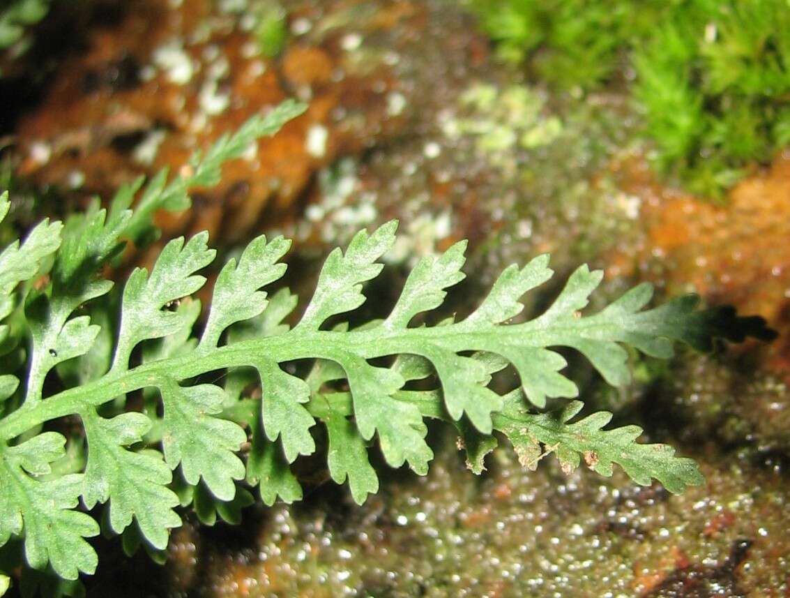 Image of mountain spleenwort