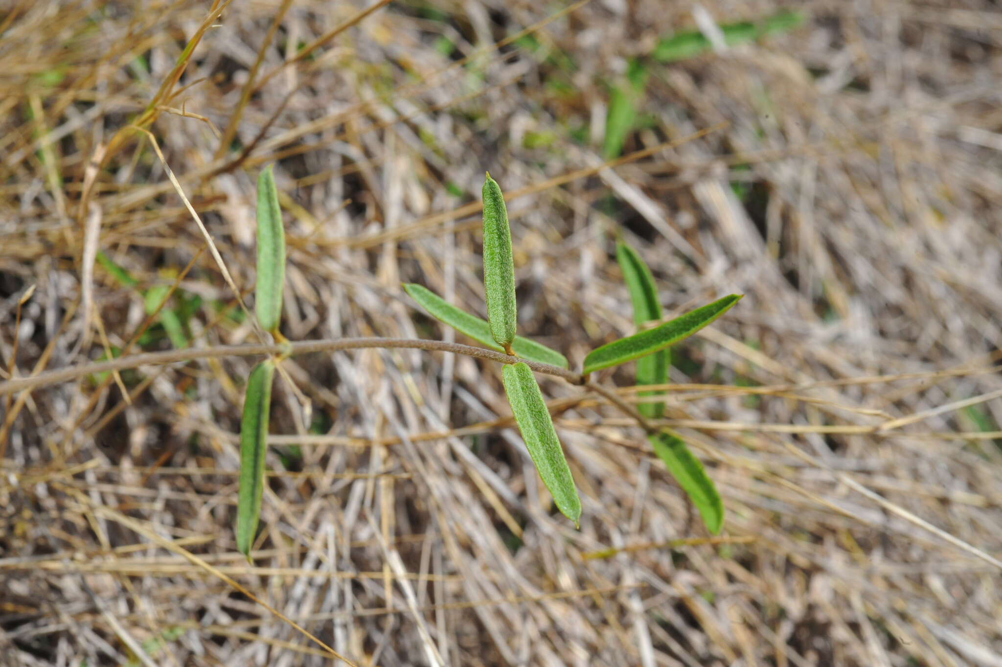 Image of heartleaf Amazonvine