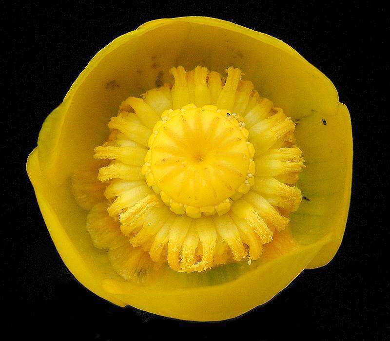 Image of Yellow Water-lily