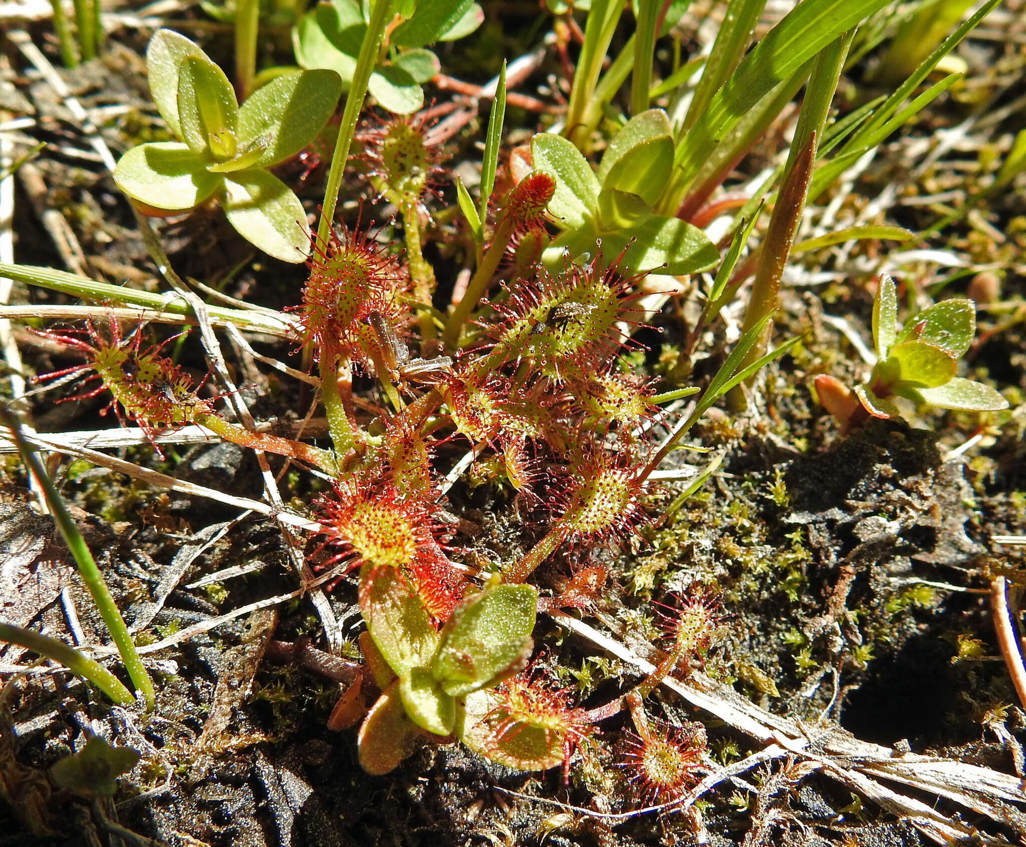 صورة Drosera anglica Huds.