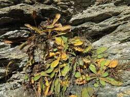 Image of Sonchus novae-zelandiae (Hook. fil.) Benth. & Hook. fil.