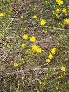 Image of prairie broomweed