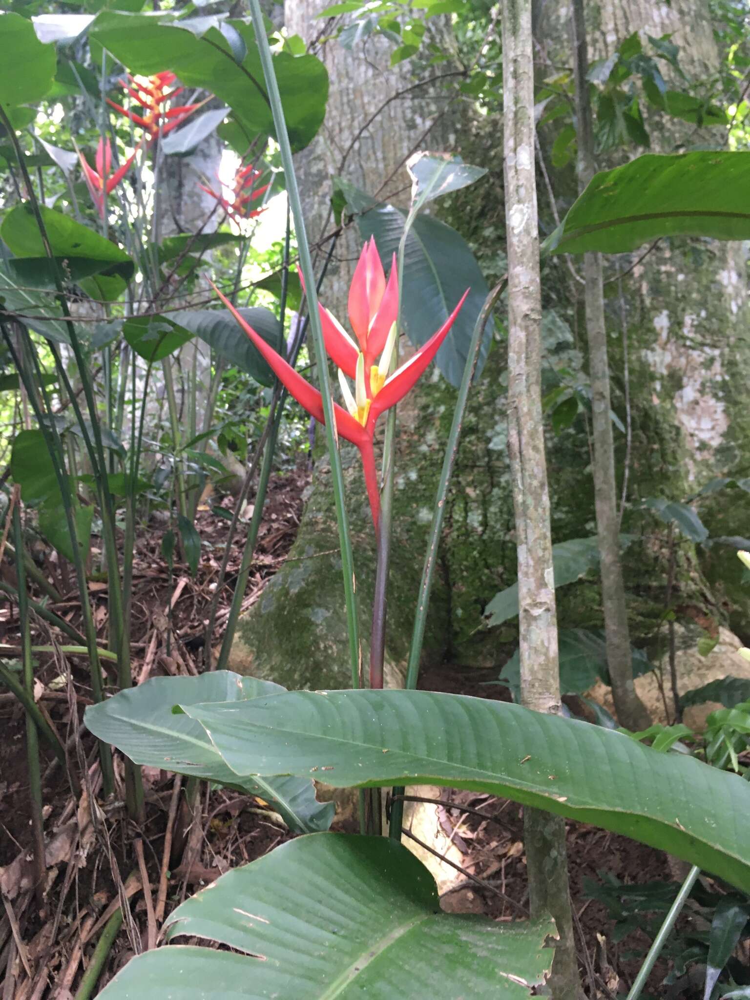 Image of Heliconia angusta Vell.