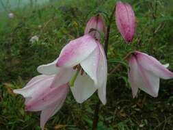 Image of Lilium mackliniae Sealy