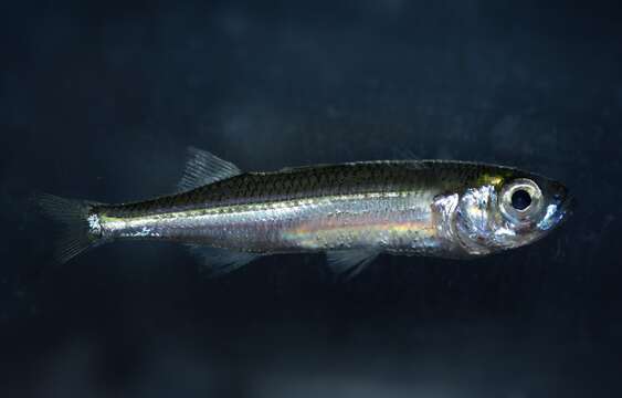 Image of Big-scale Sand Smelt