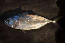 Image of Short Mackerel