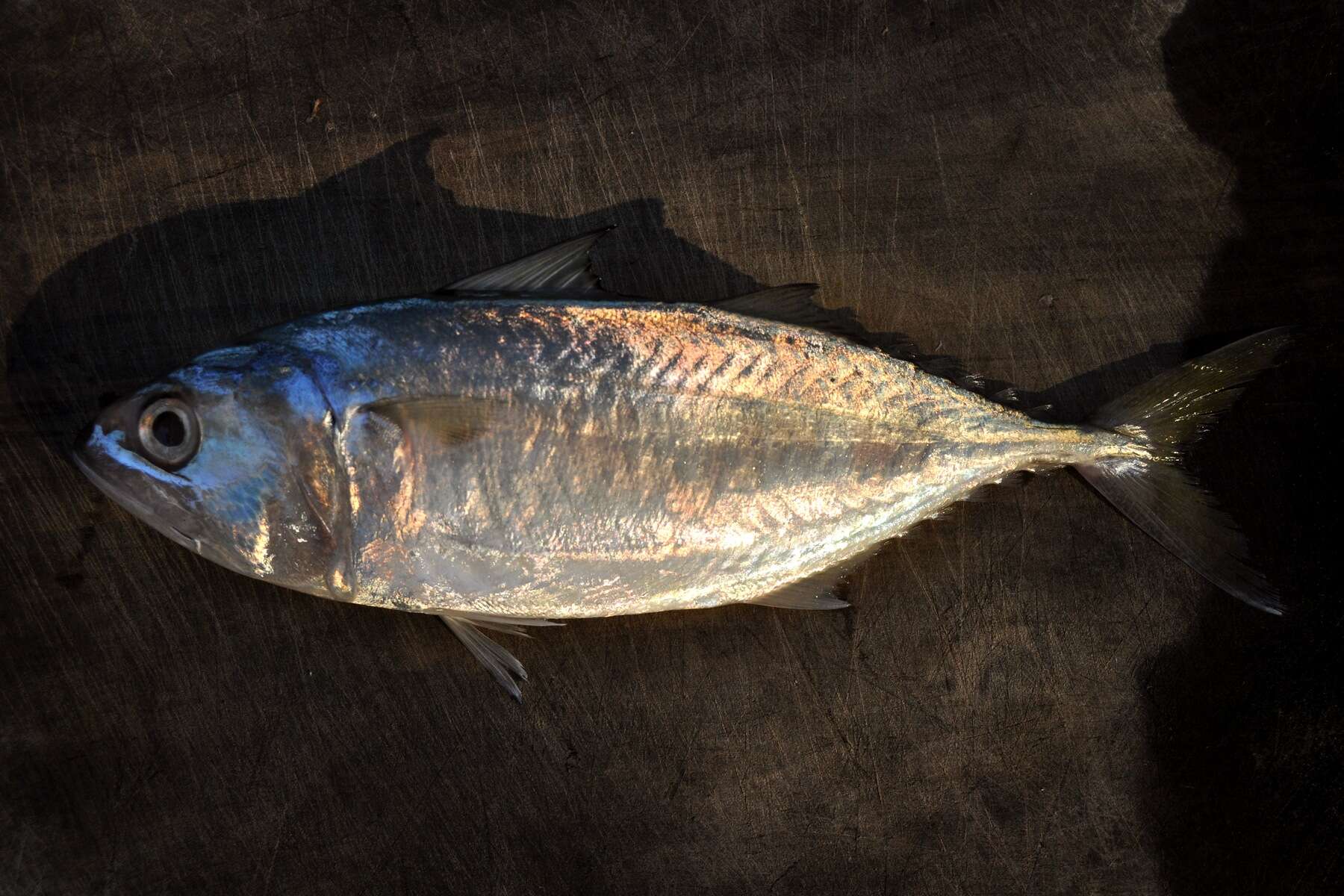 Image of Short Mackerel