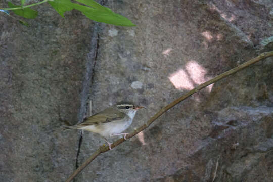 Image of Pale-legged Leaf Warbler