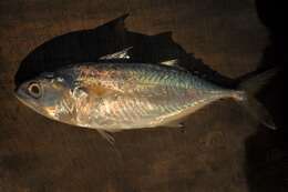 Image of Short Mackerel