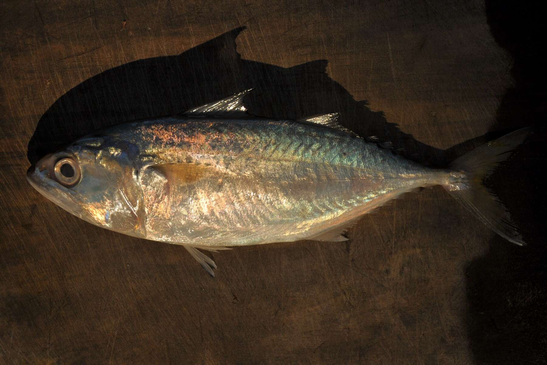 Image of Short Mackerel