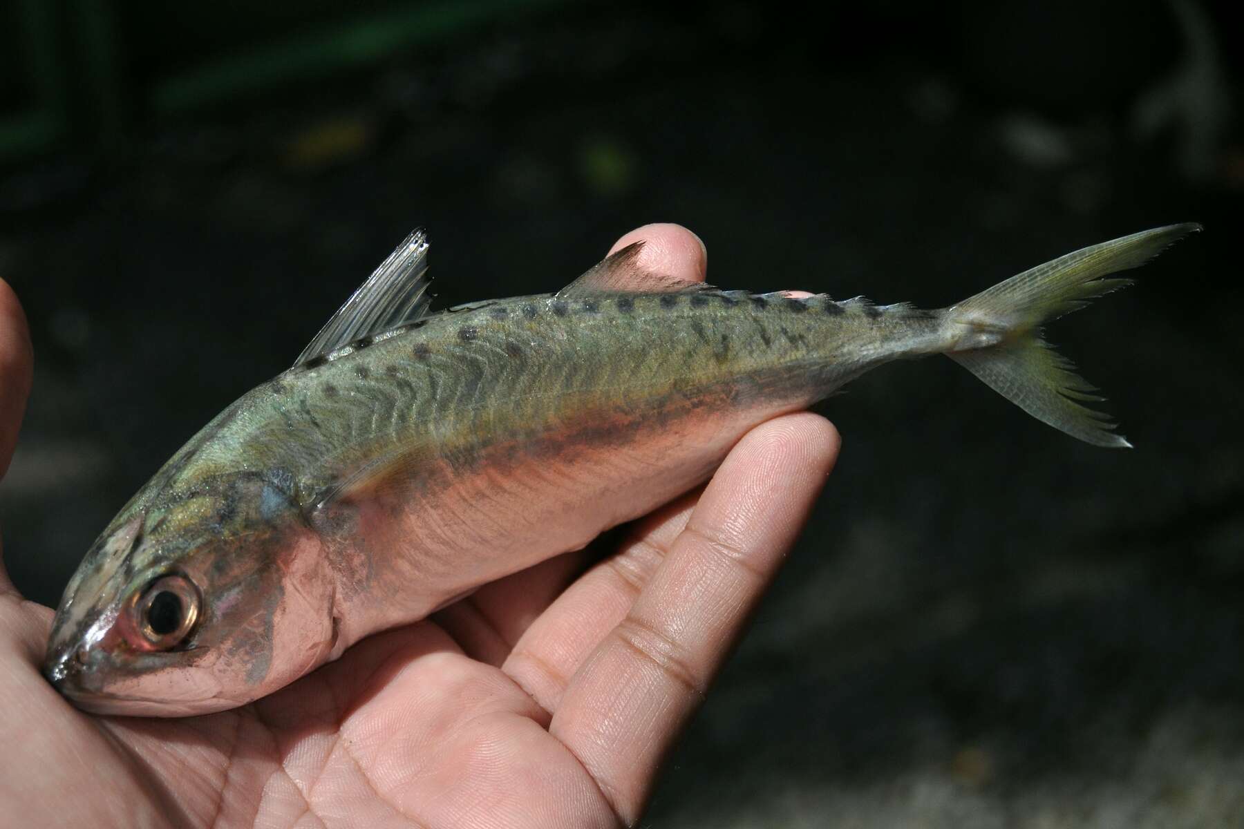 Image of Short Mackerel