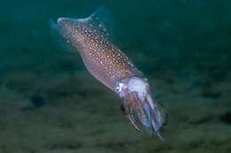 Image de Doryteuthis subgen. Amerigo Brakoniecki 1996