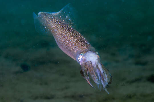 Image of Doryteuthis subgen. Amerigo Brakoniecki 1996