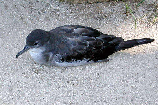 Image of Wedge-tailed Shearwater